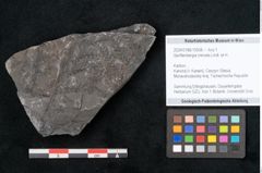 Foto (Objekt + Etikett) von Senftenbergia crenata Lindl. et H. (NHMW-GEO-2024-0188-10938)